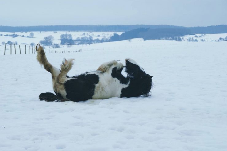 Pferde im Winter richtig füttern